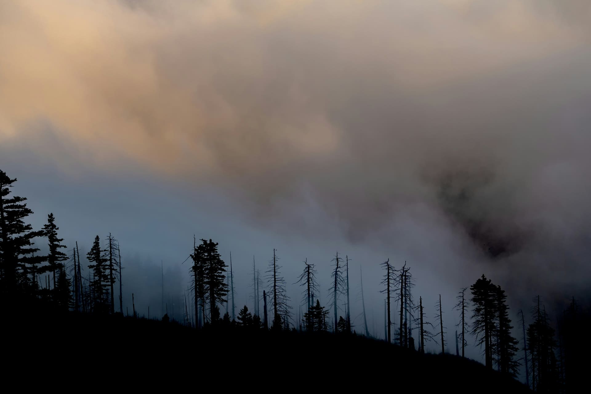 Burnt forest after the 2025 wildfires