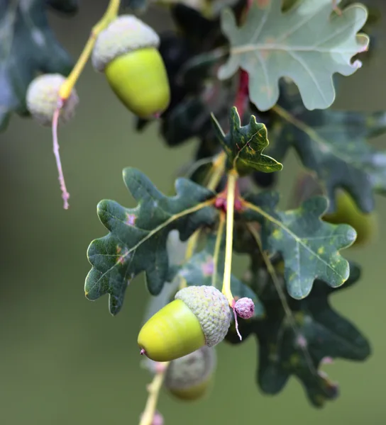 Produção de bolota em Portugal