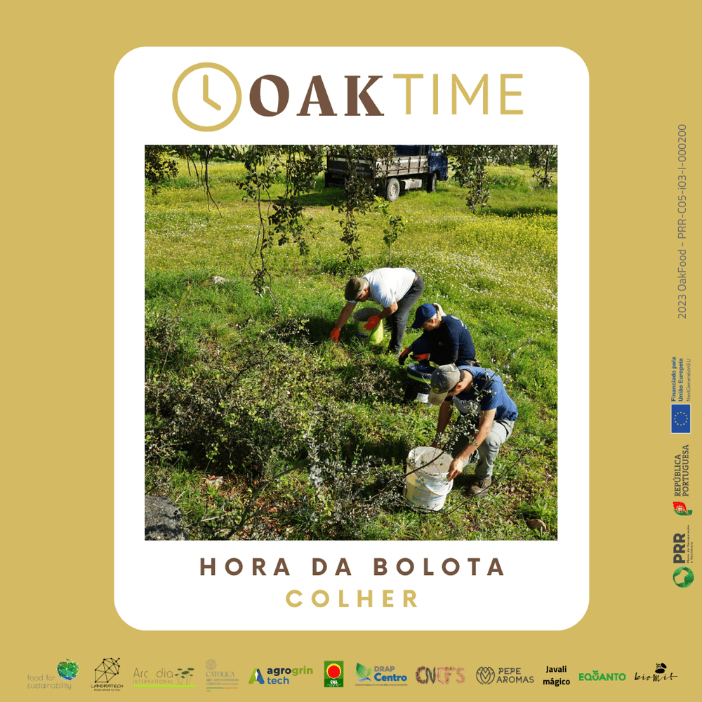 OakTime 2