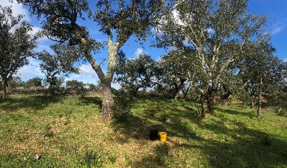 O Projeto OakFood