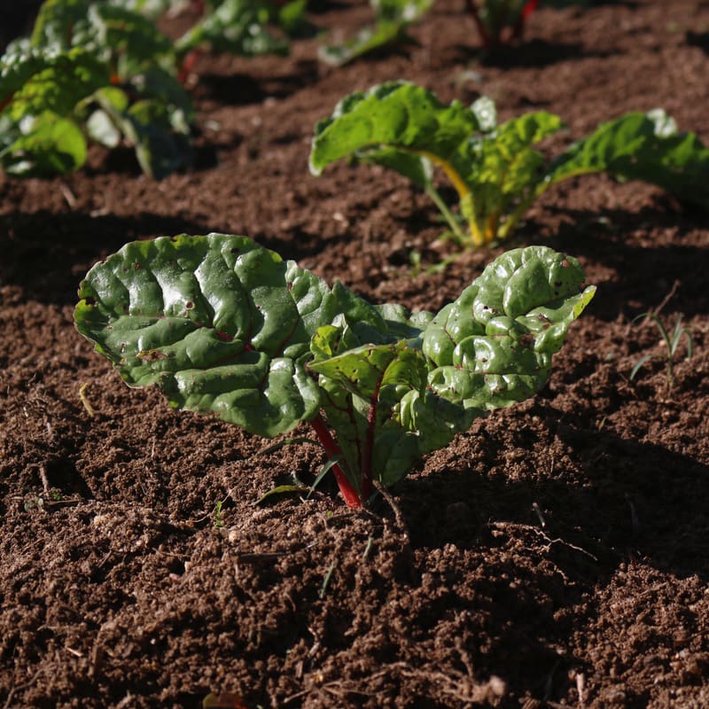 Sustainable Agriculture